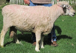 Breed Standard — Leicester Longwool Sheep Breeders Association