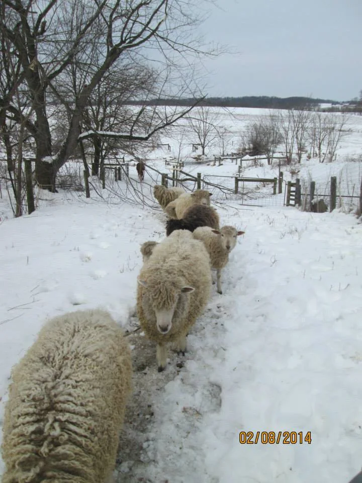 Courtesy Ellen Anderson, Aboundingful Farm