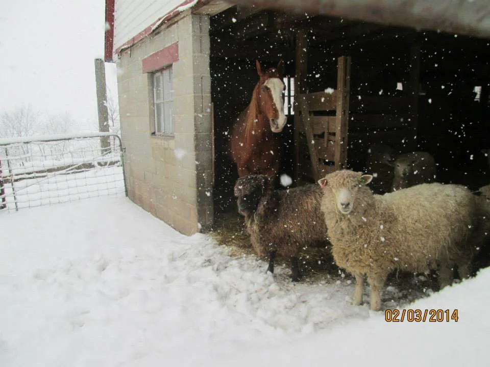 Courtesy Ellen Anderson, Aboundingful Farm