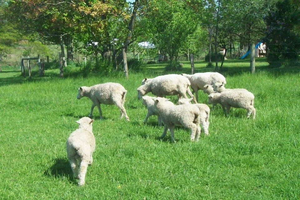 Courtesy Ellen Anderson, Aboundingful Farm