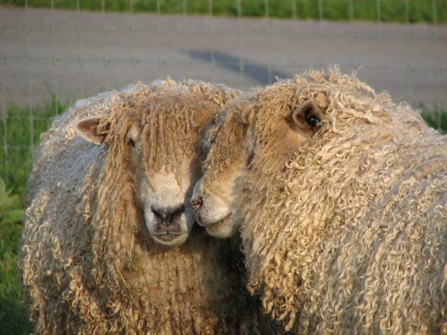 Courtesy Becka Pushkin, Mazkeret Farm