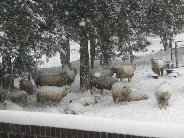 Courtesy Becka Pushkin, Mazkeret Farm
