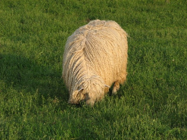 Courtesy Becka Pushkin, Mazkeret Farm