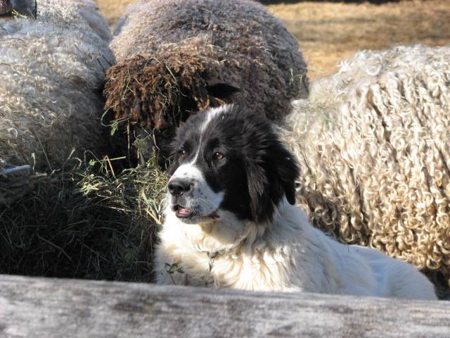 Courtesy Becka Pushkin, Mazkeret Farm