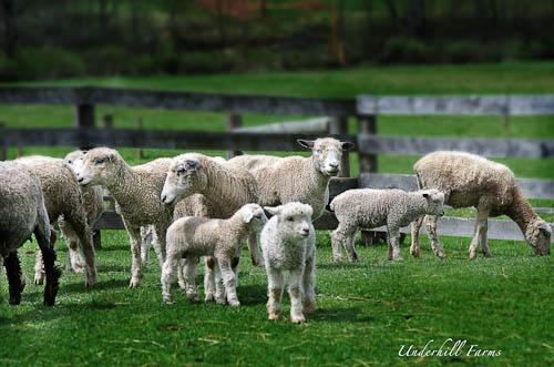 Courtesy William Churchill and Fred Stowell, Underhill Farm
