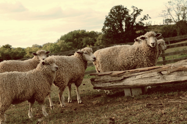 Courtesy William Churchill and Fred Stowell, Underhill Farm