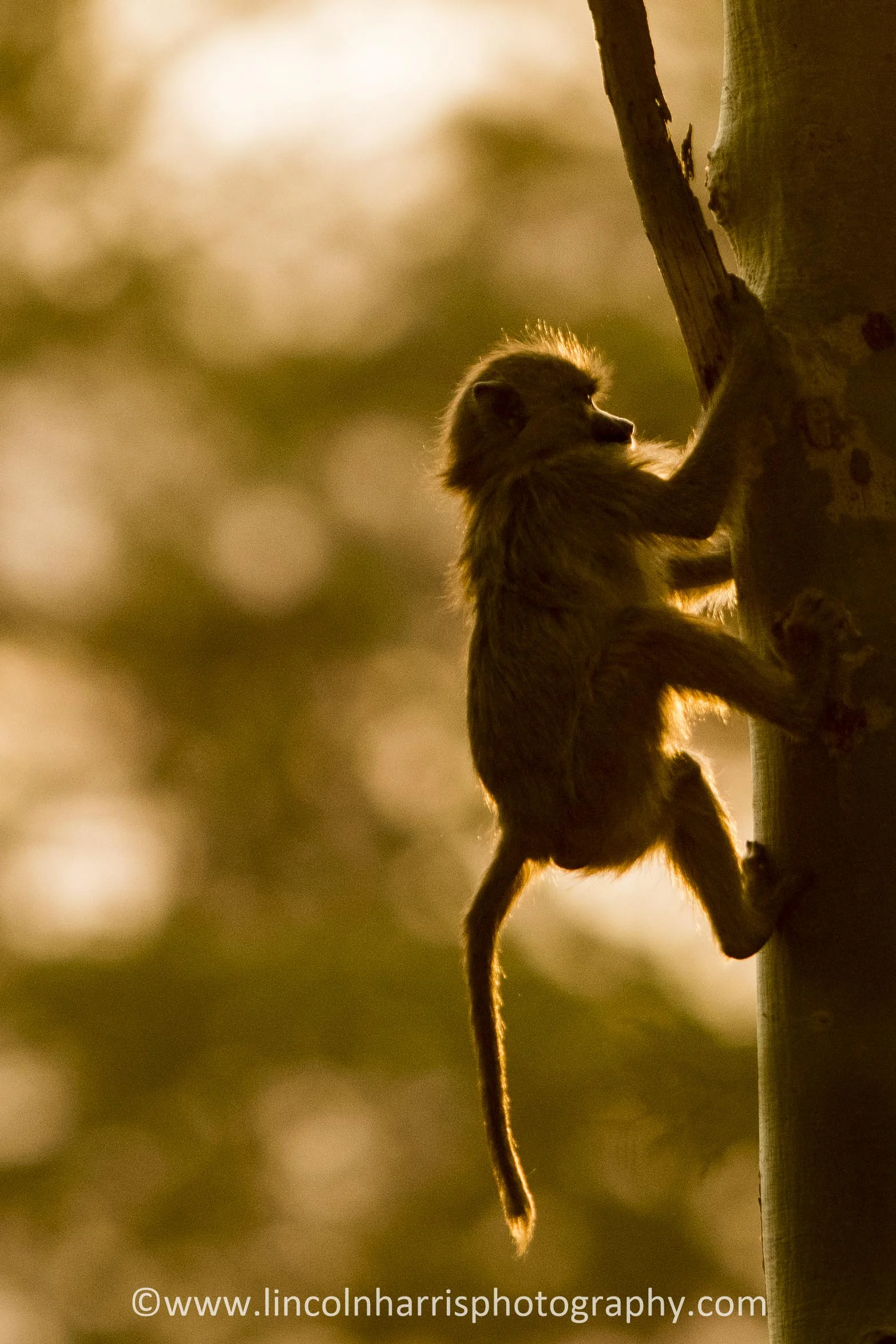 Tree Crawler