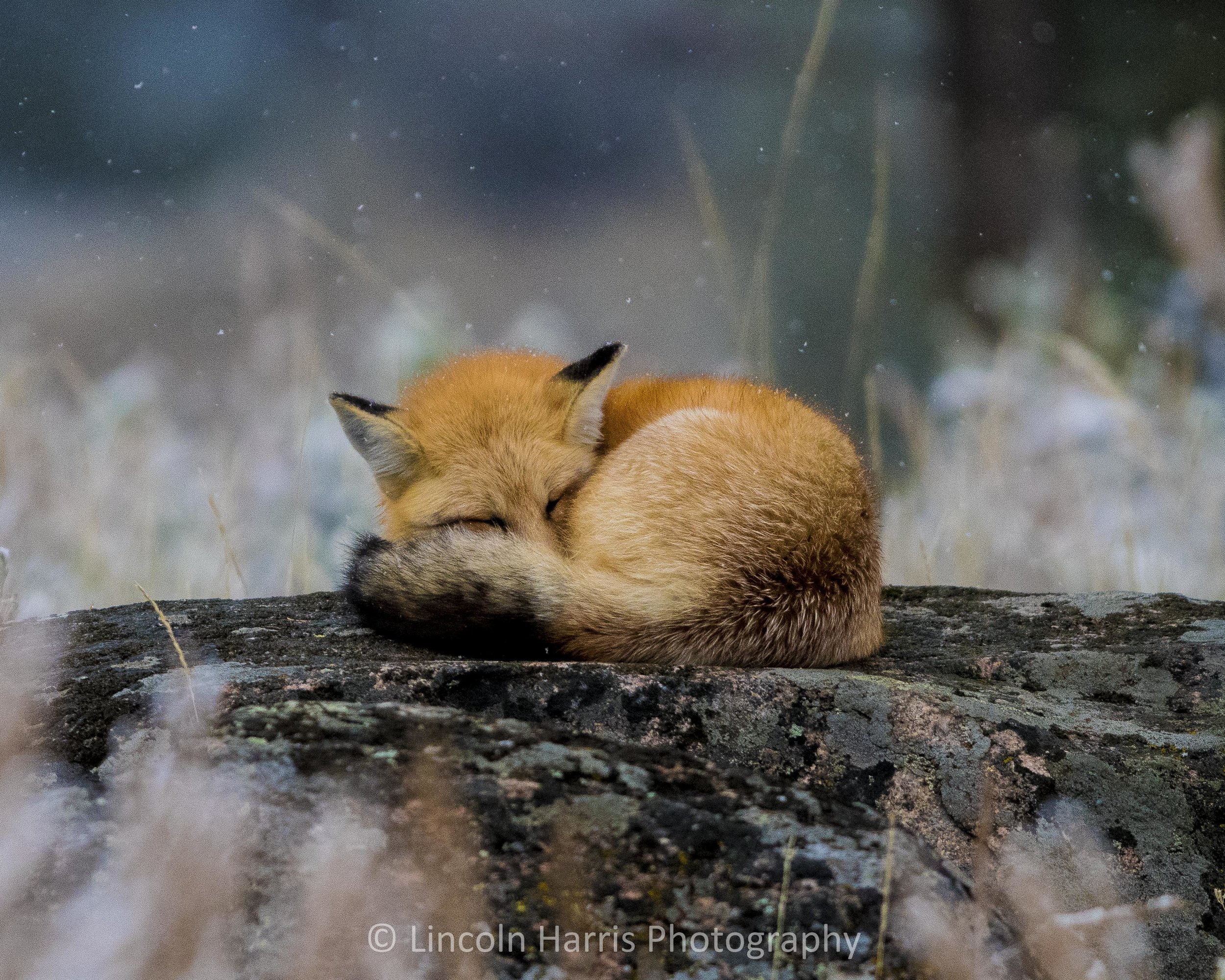 Fox In the Snow.jpg