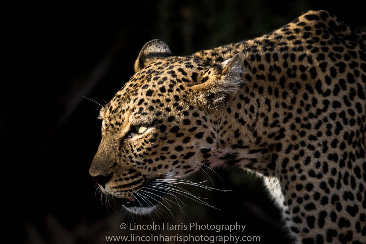 Leopard after the kill