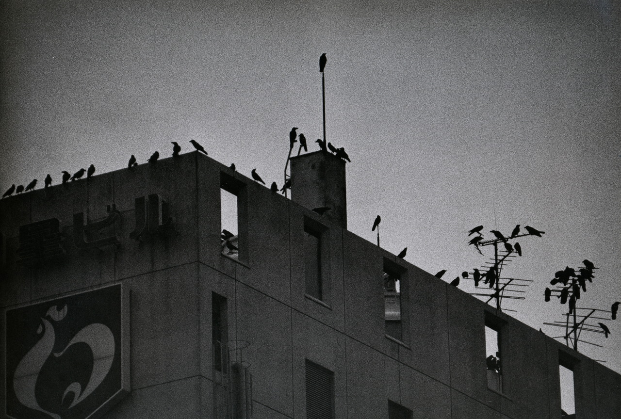Masahisa Fukase, Sendagaya, Tokyo, 1984