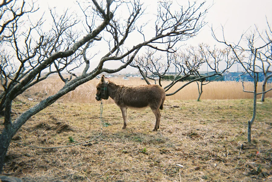 Anonymous, around Ishinomaki