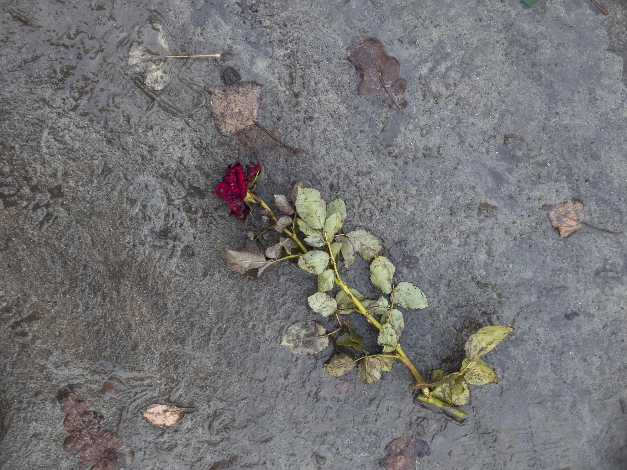 S0878142.jpg