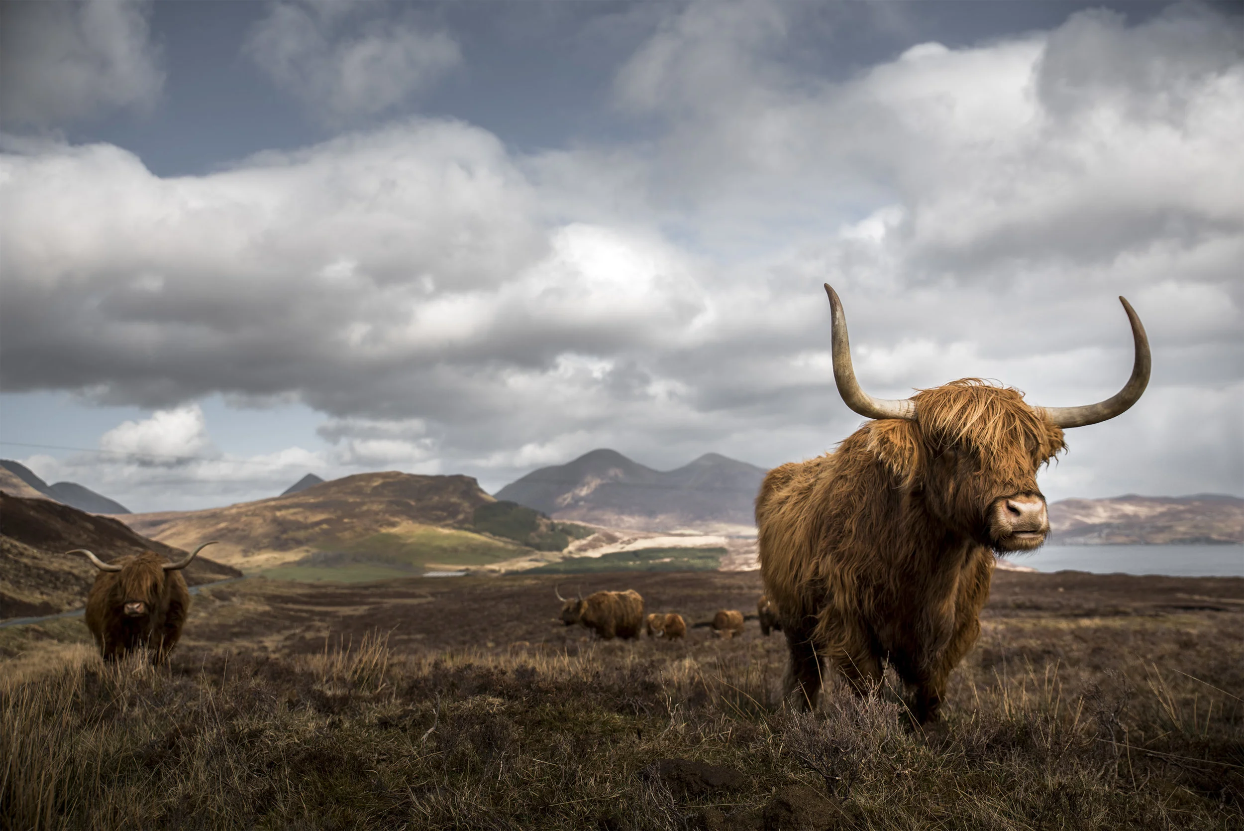 Coos on the Isle of Skye