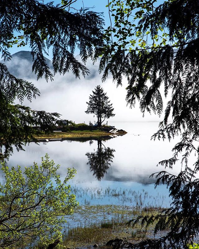 This tree is my current favourite tree. It was high up in the Ucluelet inlet near our @airbnb 😊 I went down just after sunrise with the morning fog still hanging in the air and took some shots but as I left the natural framing of the trees seemed li