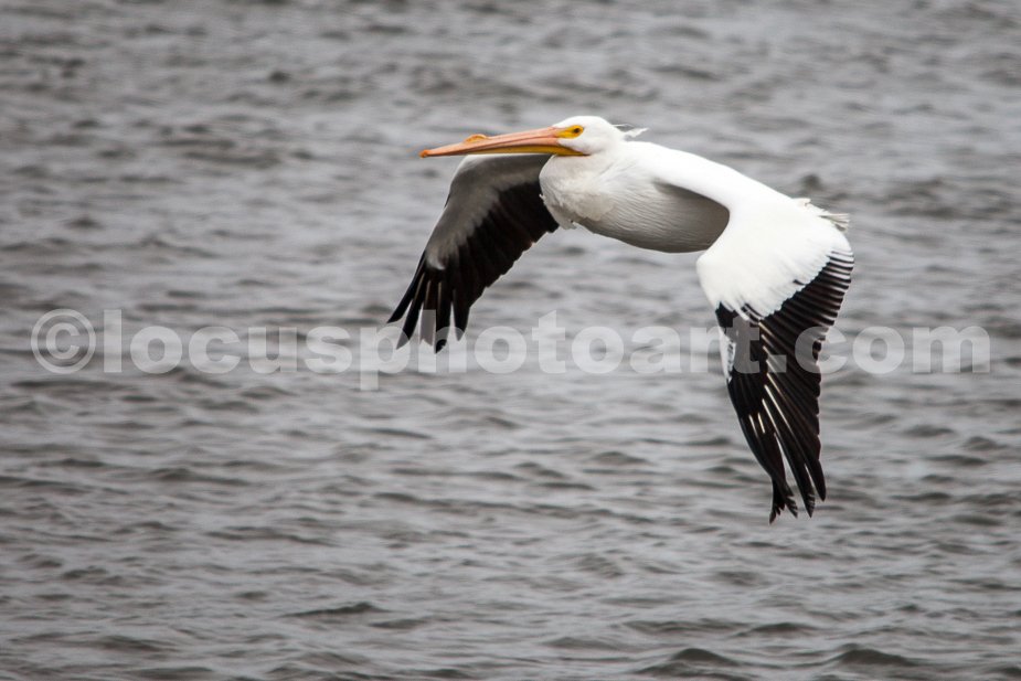 J21_Flaps_Down_on_Landing_Approach_5046.jpg