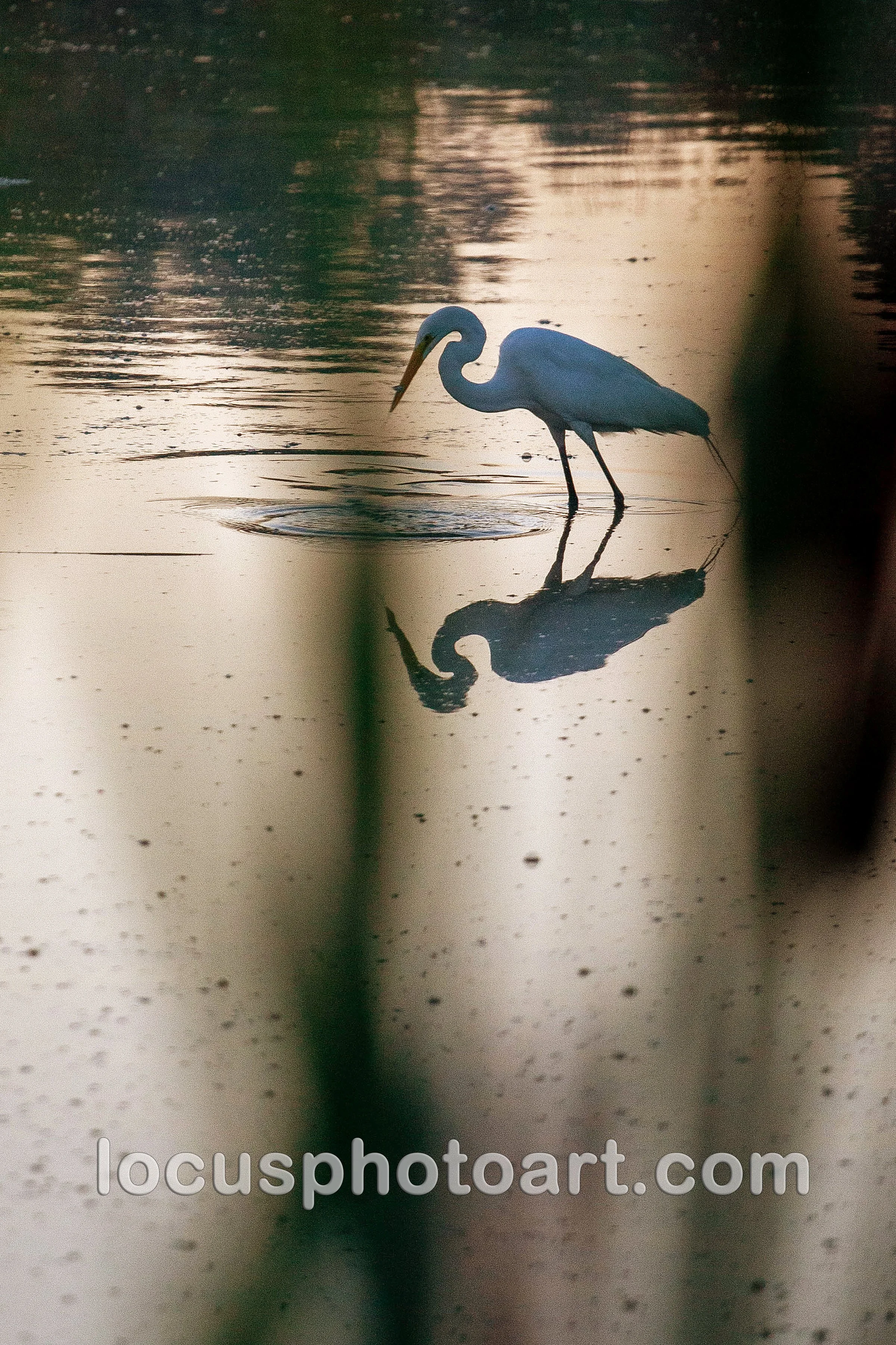 J24 Egret at Dawn 9944 FB.jpg