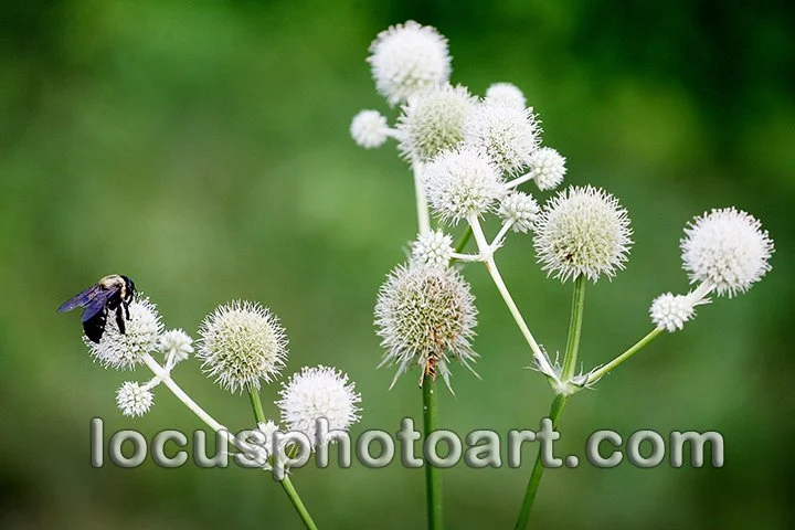 Bee on Flowers 9840 FB.jpg