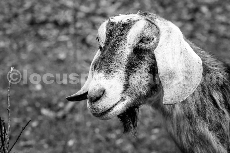 J21_Serious_Goat_Face_0355_BW.jpg