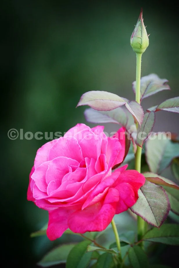 Pink_Rose_with_Bud_6257.jpg