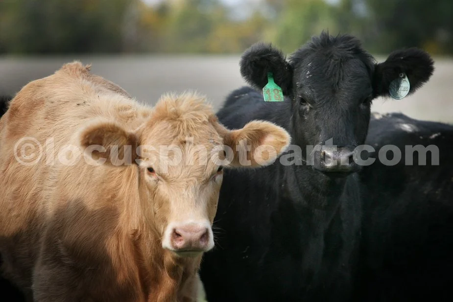 J14_Cows_3361_cc.jpg
