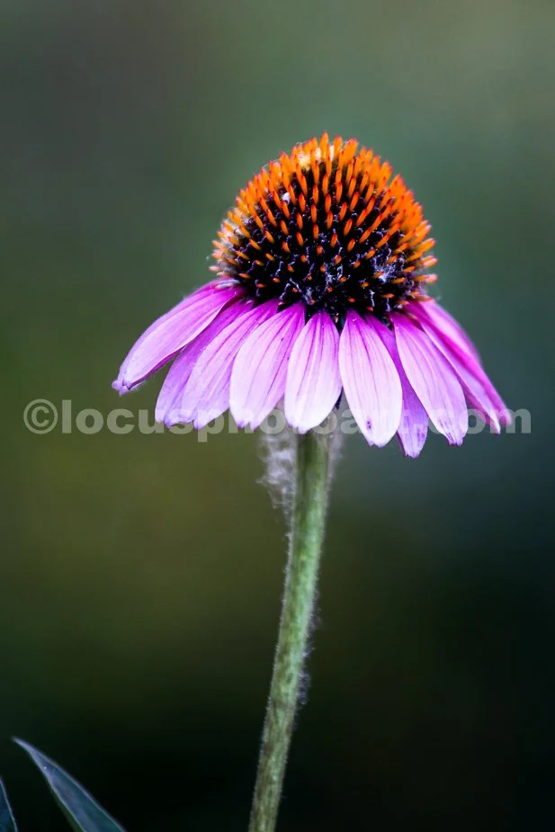 J20_Lone_Coneflower_9926.jpg