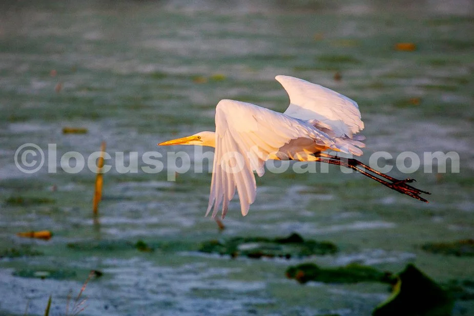 J24_Egret_in_Escape_Mode_7352.jpg