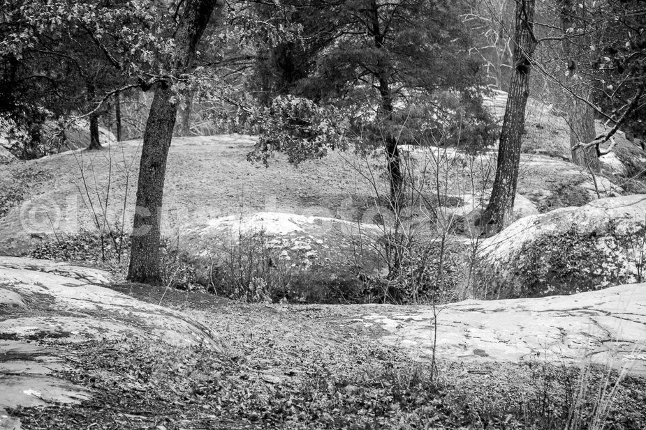 J21_Winter_Landscape_at_Dixon_Springs_4517_BW.jpg