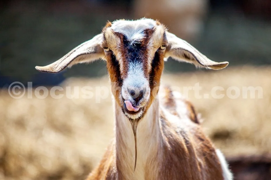 J21_Licking_Goat_5383.jpg