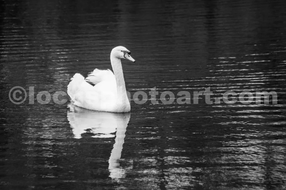 J19_Swan_on_a_Pond_0343_BW.jpg