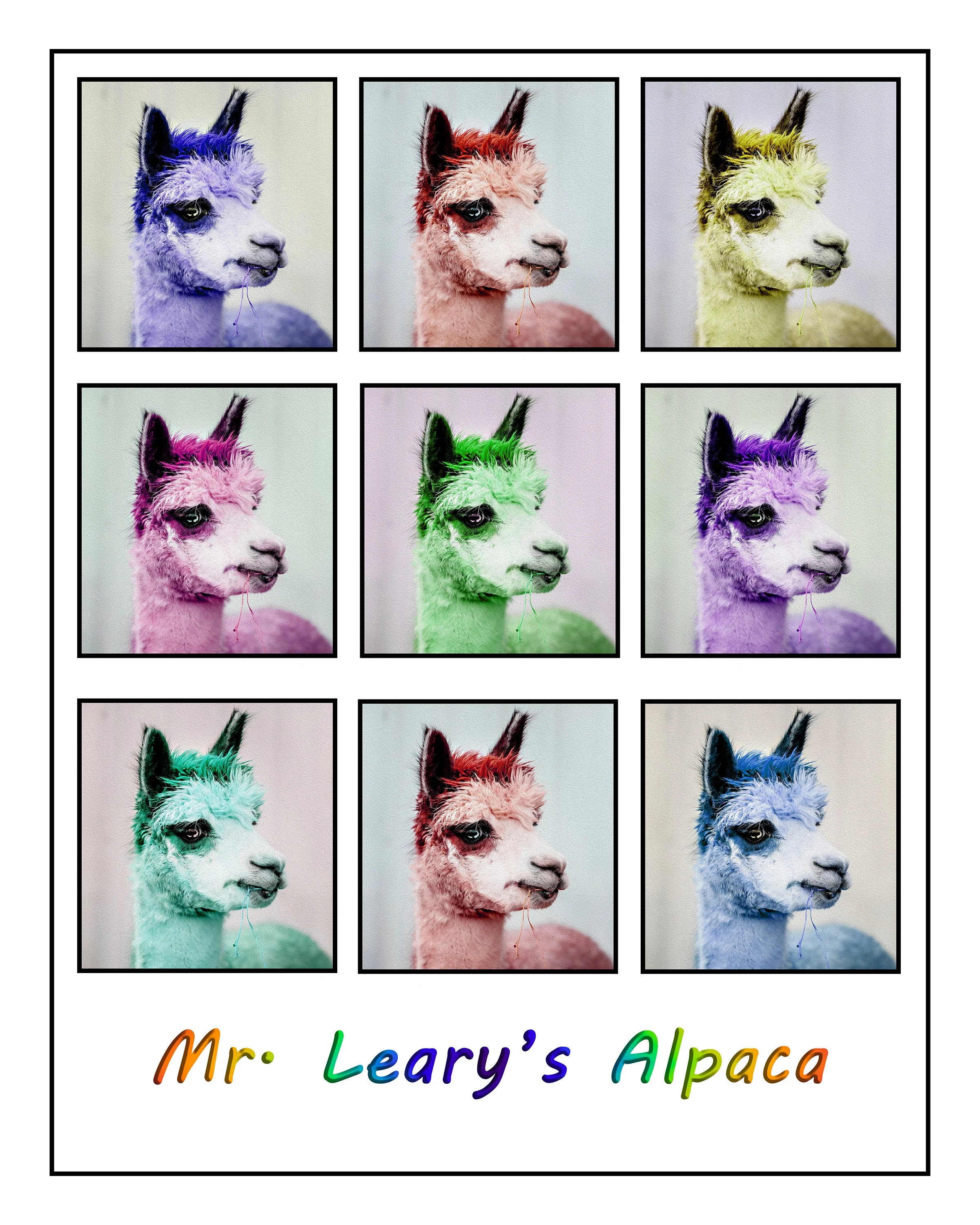 WEB Mr Learys Alpaca.jpg