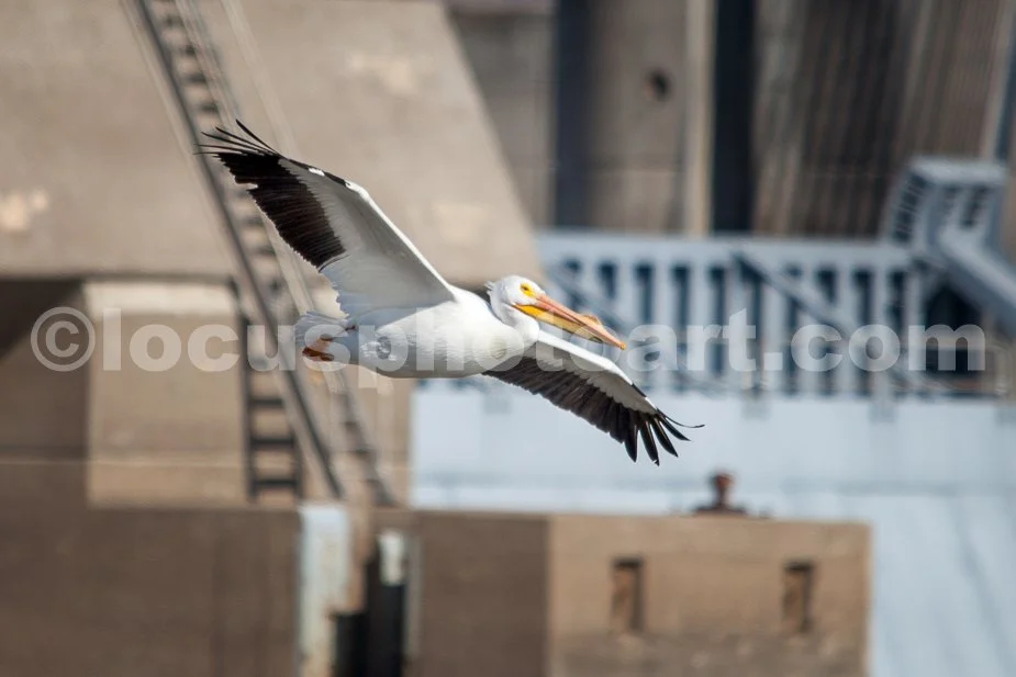 J21_Pelican_at_Melvin_Price_Dam_6089.jpg