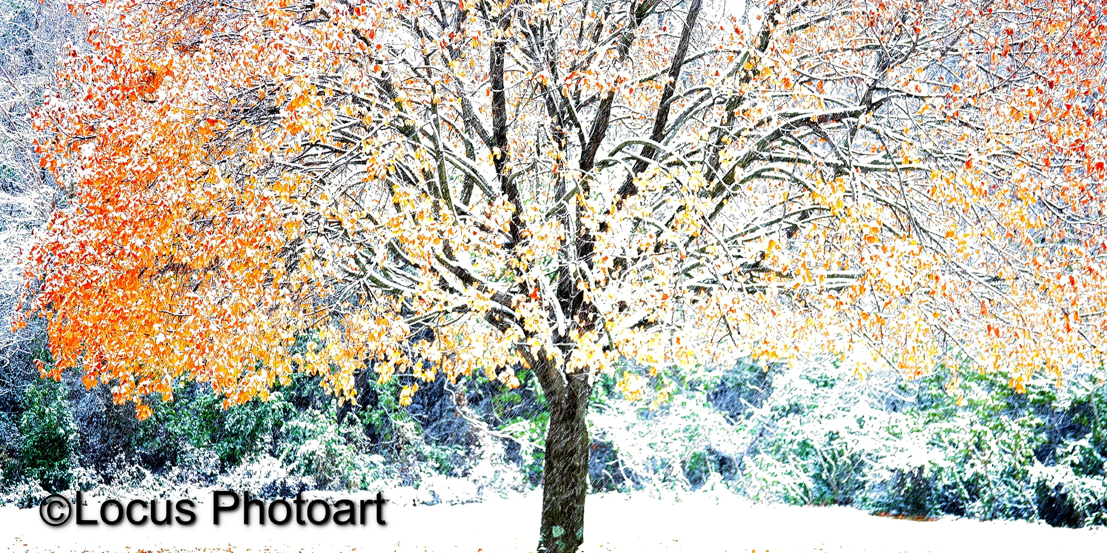 WS Banner Snow Tree Impr web.jpg