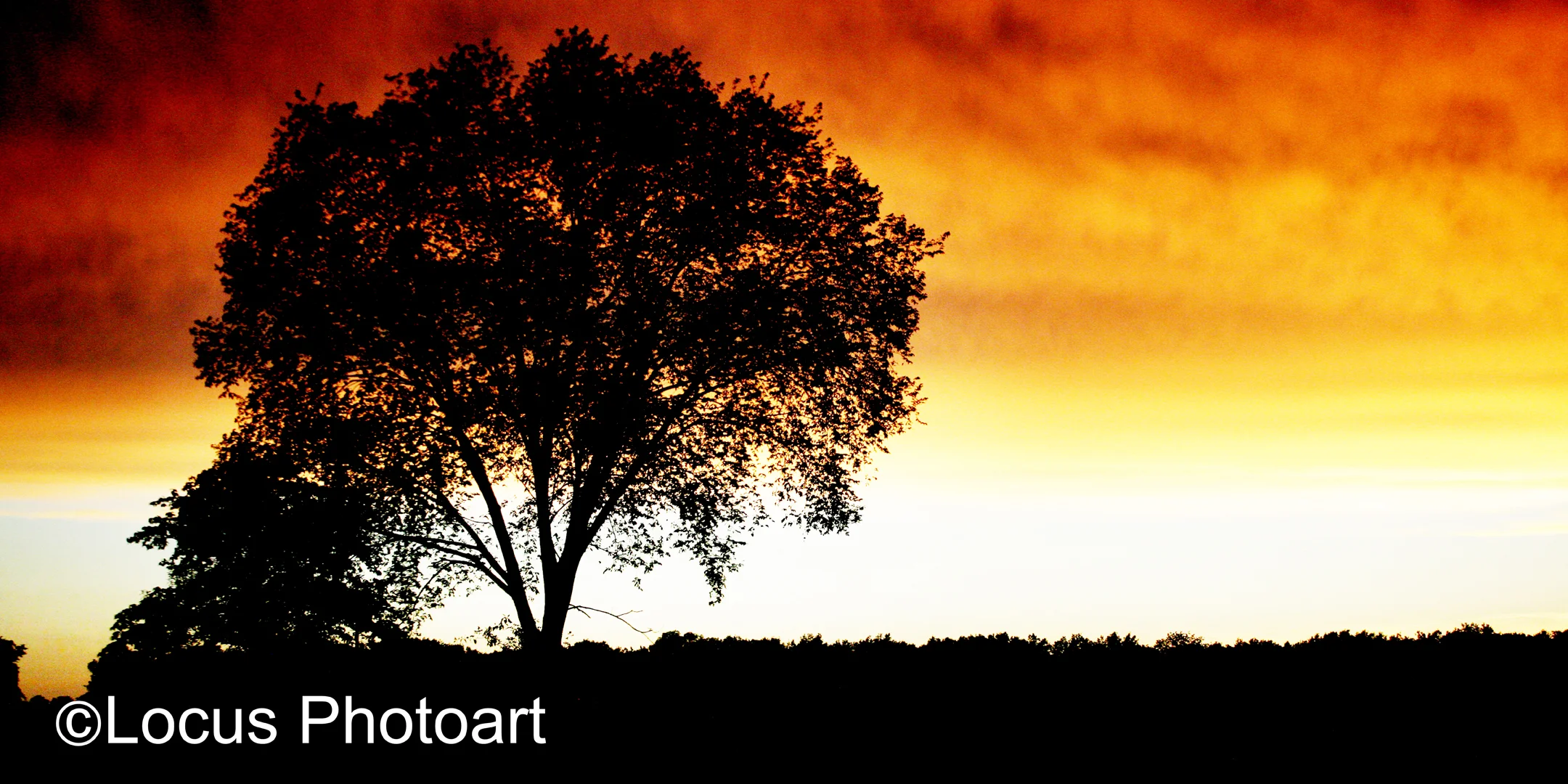 WS Banner Sunset Tree 2848 web.jpg