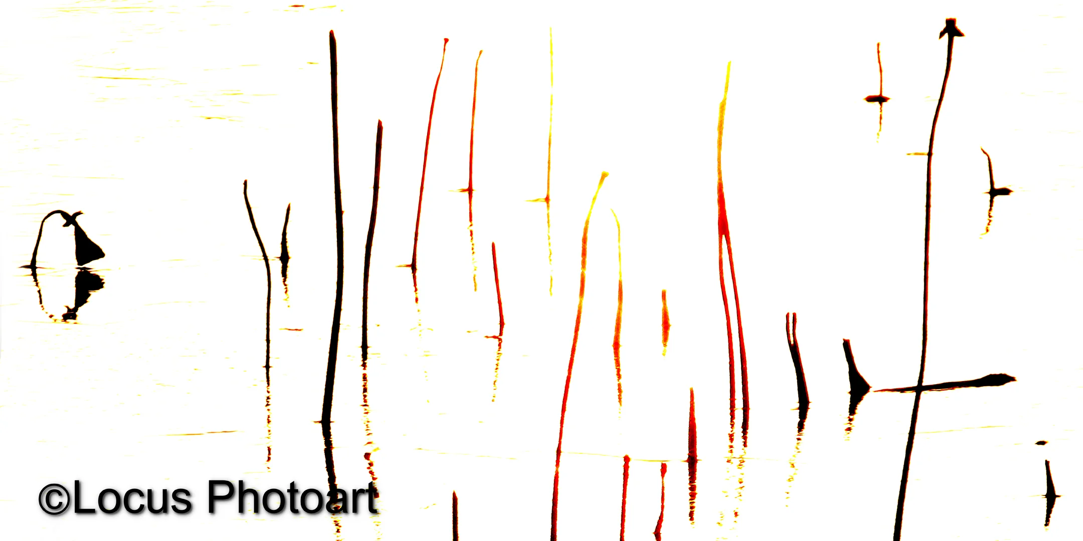 WS Banner Water Lily Stems on Ice web.jpg