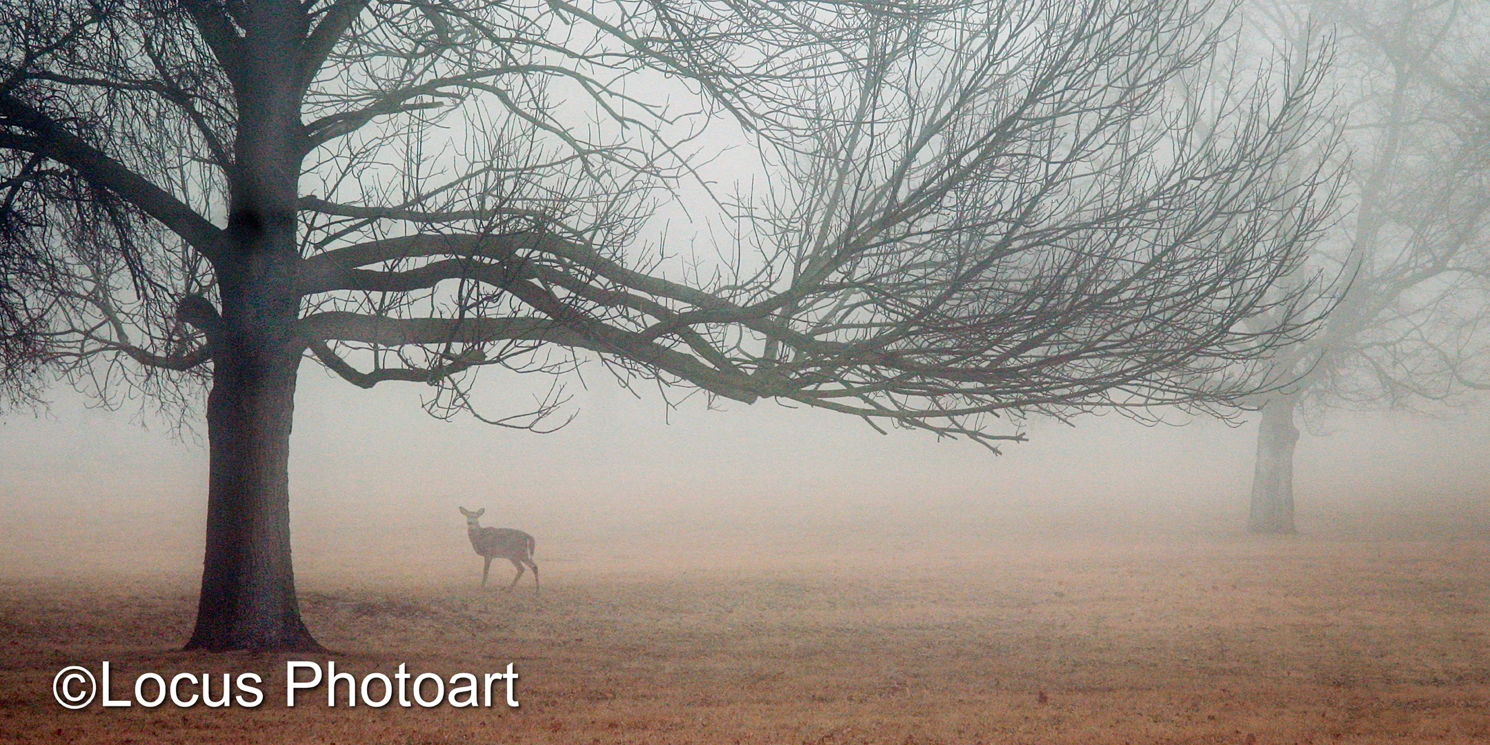 Doe On A Foggy Morning