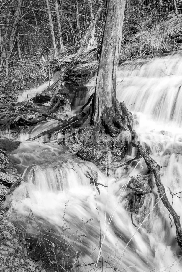 J21_Pine_Tree_in_a_Waterfall_6298_BW.jpg