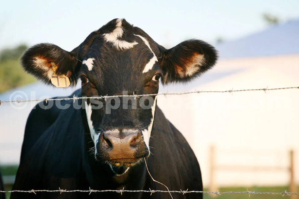 J14_Cow_77_3133_cc.jpg