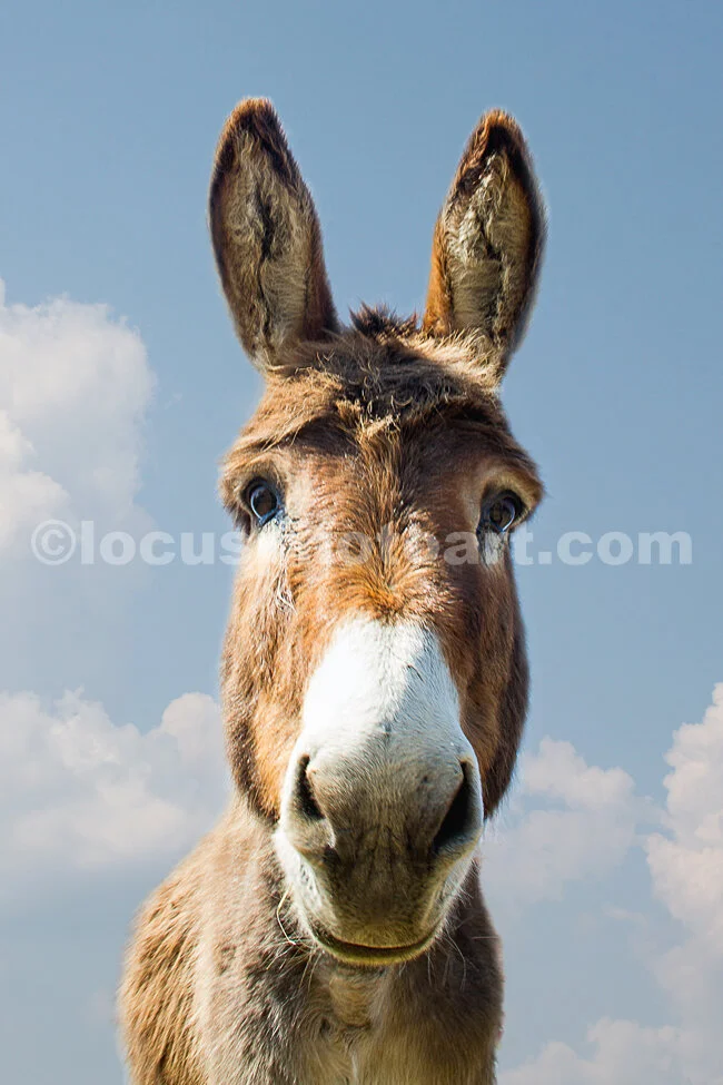 J16_Donkey_9804.jpg