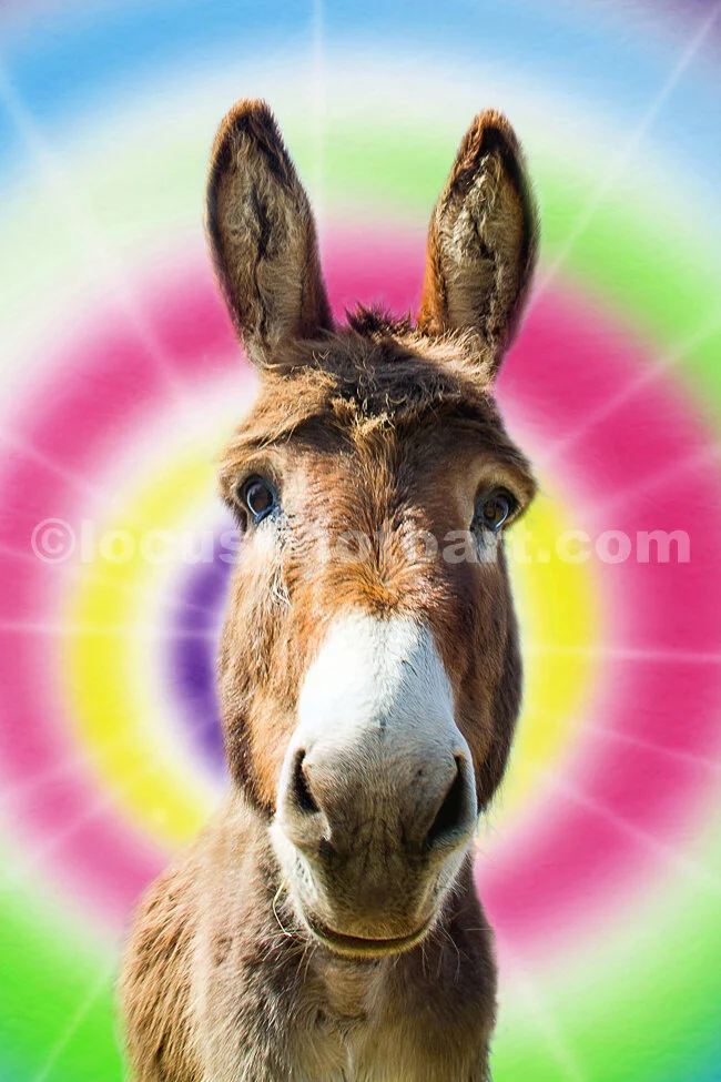 J16_Donkey_Garcia_9804.jpg