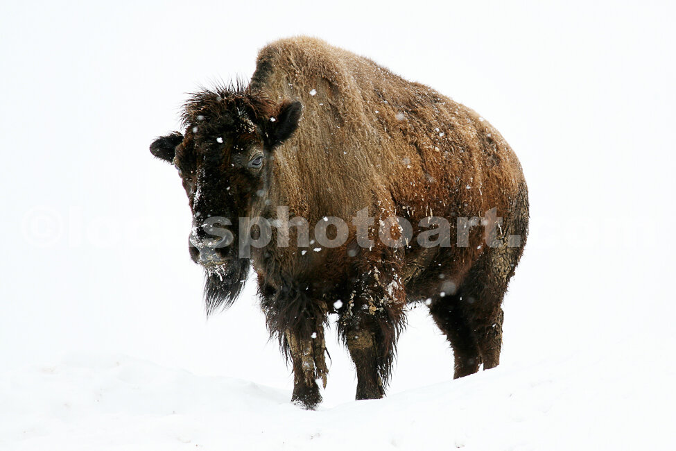 J15_Buffalo_Blizzard_6012.jpg