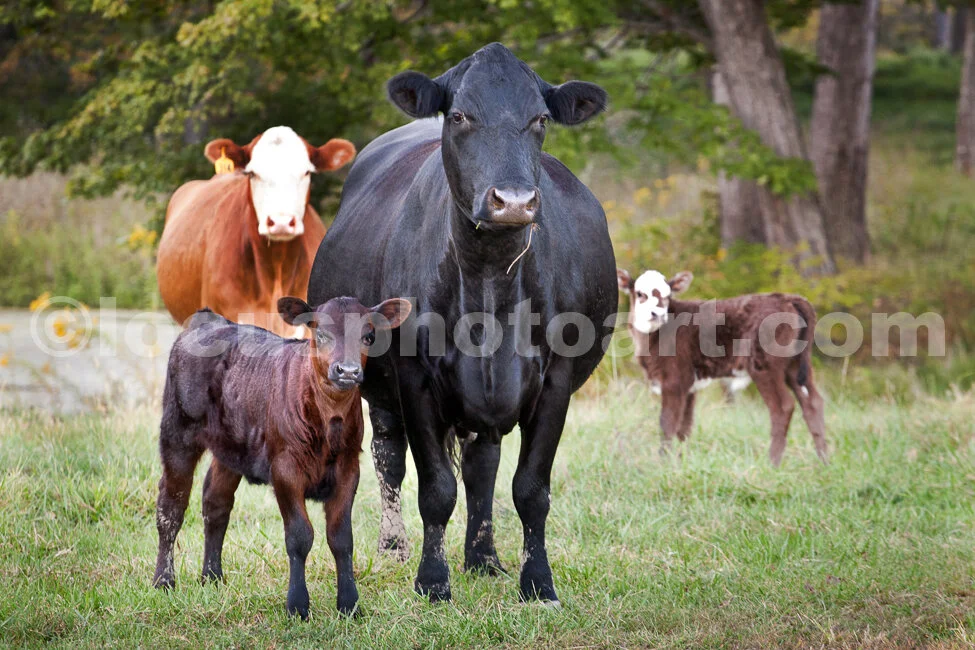 J15_Cow_Family_Portrait_8747.jpg