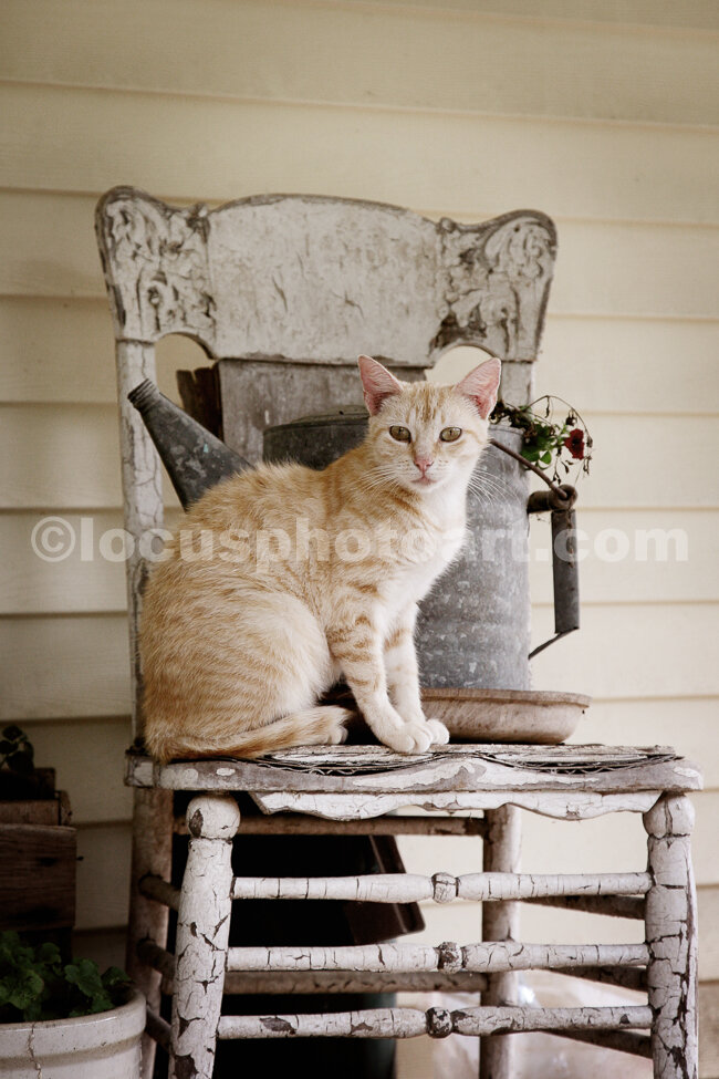 ML15Cat_in_Chair_9852_LSSepia.jpg