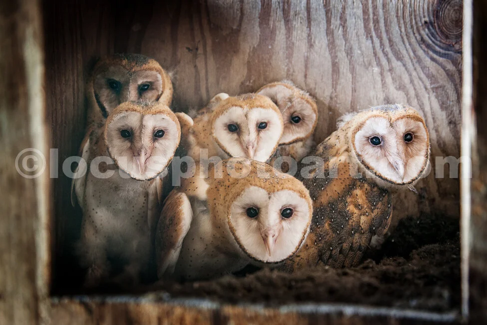 J17_Owls_in_the_Nest_1108.jpg