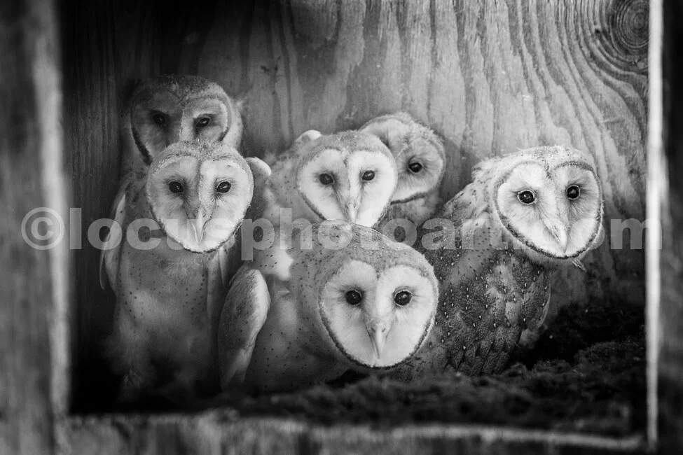 J17_Owls_in_the_Nest_1108_BW.jpg