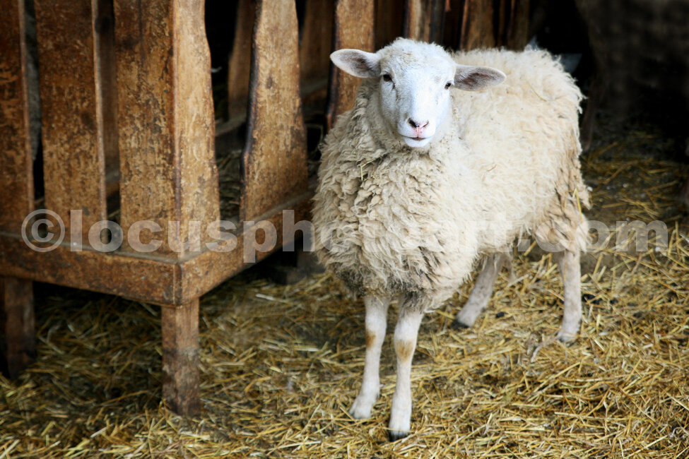 J15_Sheep_in_the_Shed_2171.jpg