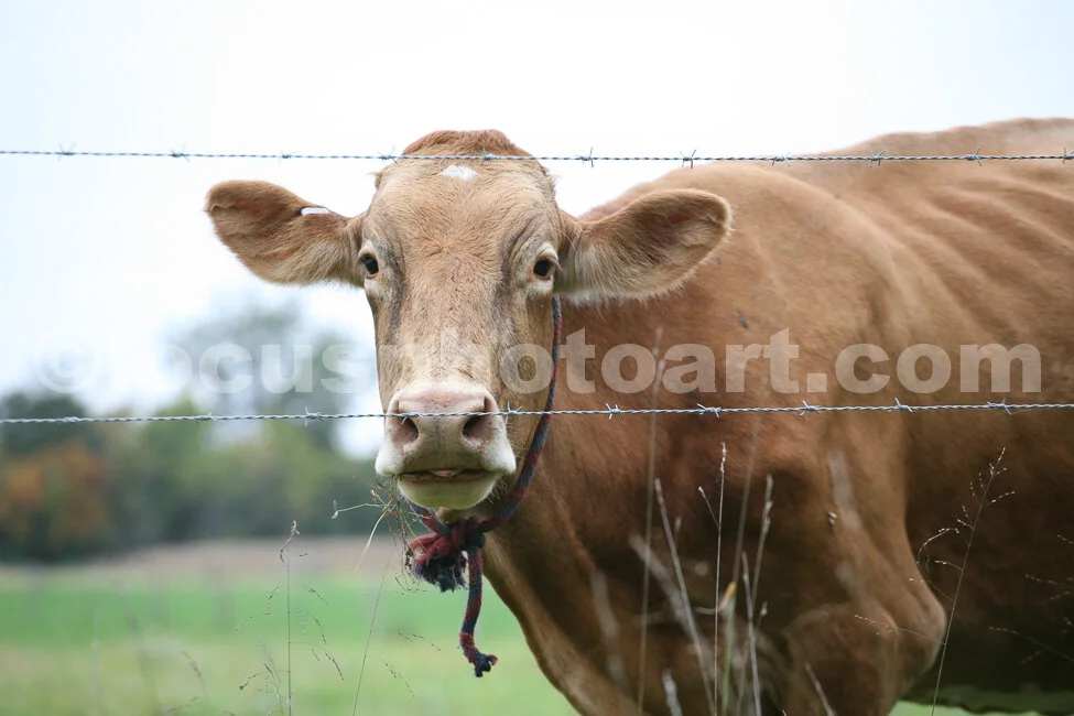 J15_Amish_Cow_0905.jpg