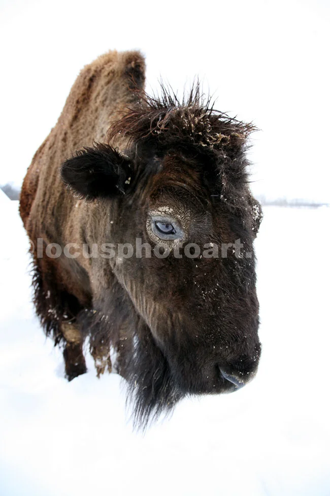J15_Buffalo_Close-up_5686.jpg
