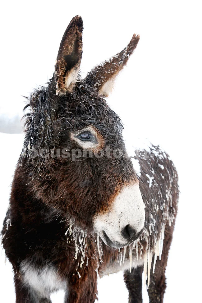 J15_Donkey_in_a_Blizzard_5382.jpg