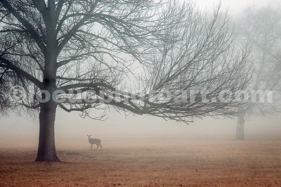 J15_Cahokia_Deer_in_Fog_9570.jpg