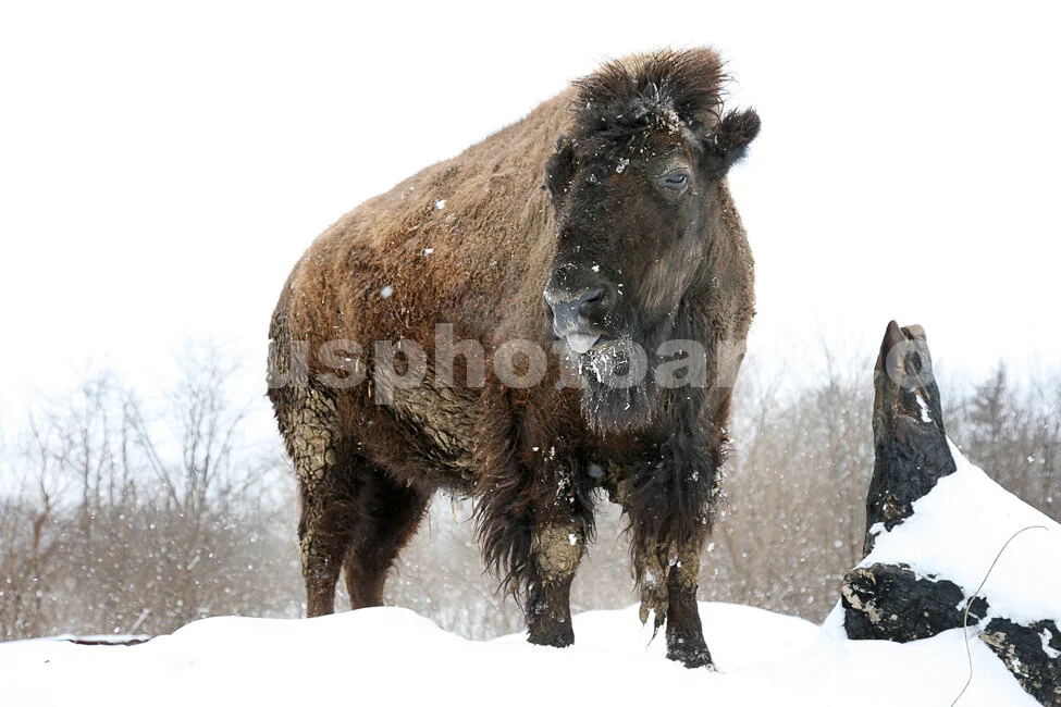 J15_Buffalo_Blizzard_2_5982.jpg